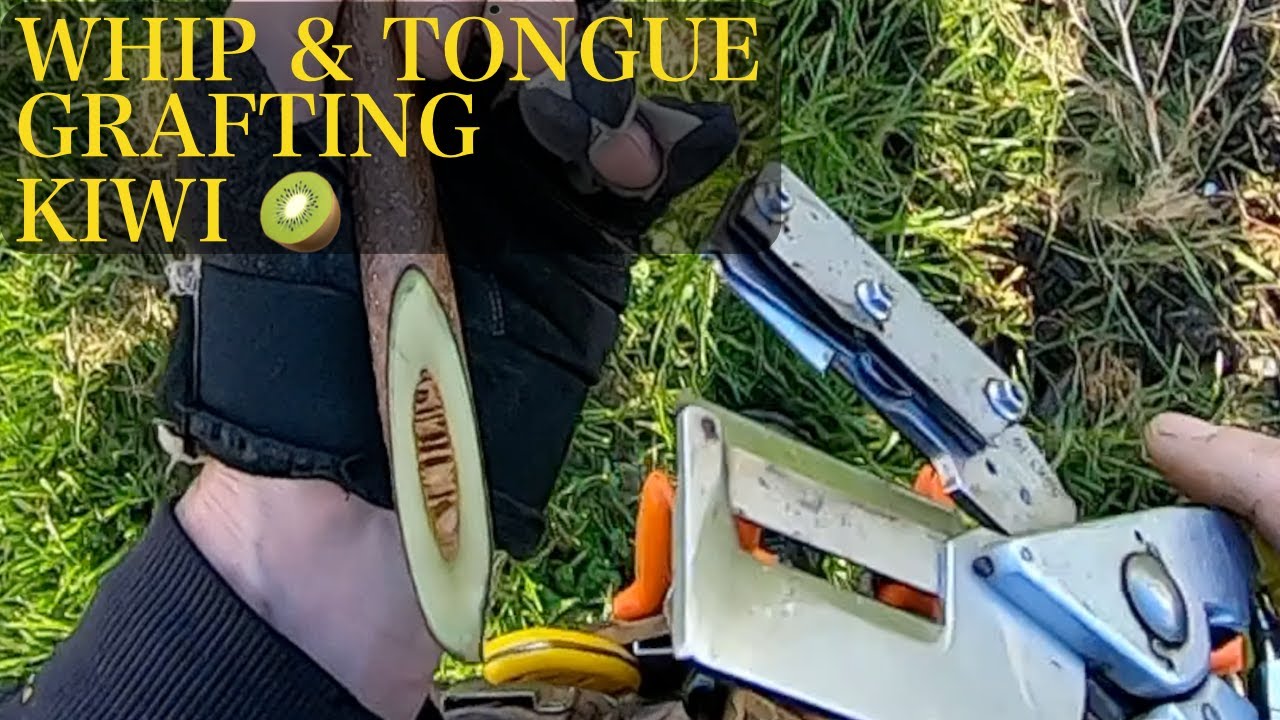 Whip & Tongue grafting large kiwifruit sucker 🥝 | Scionon Grafting Shears - SGS4-20R + Prototype