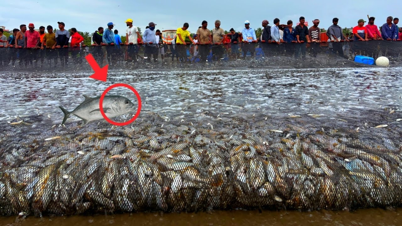 Thousands of Fish in One Net  | Amazing Fishing Scene at Baga Beach, Goa 