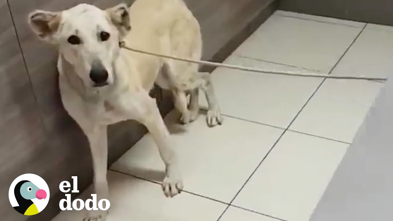 Perrita que fue abandonado en el veterinario tiene un nuevo papá que es genial I El Dodo