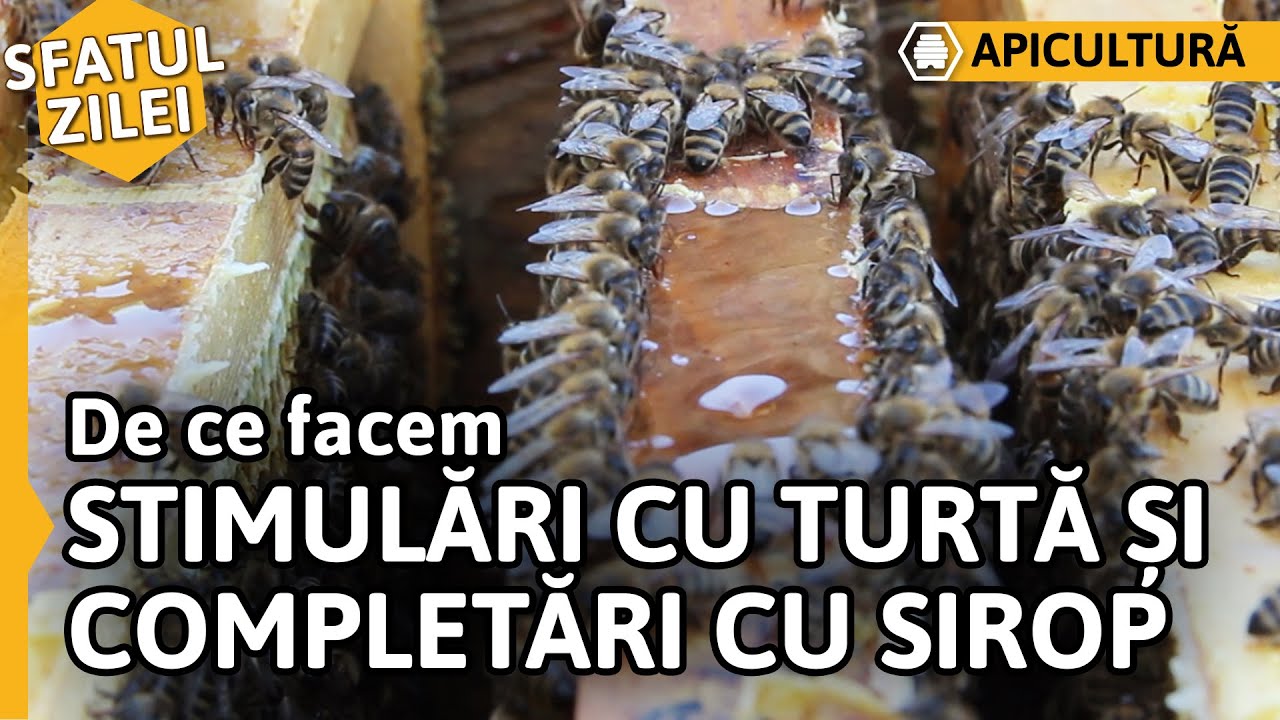 De ce facem STIMULĂRI CU TURTĂ și COMPLETĂRI CU SIROP [Sfatul zilei]