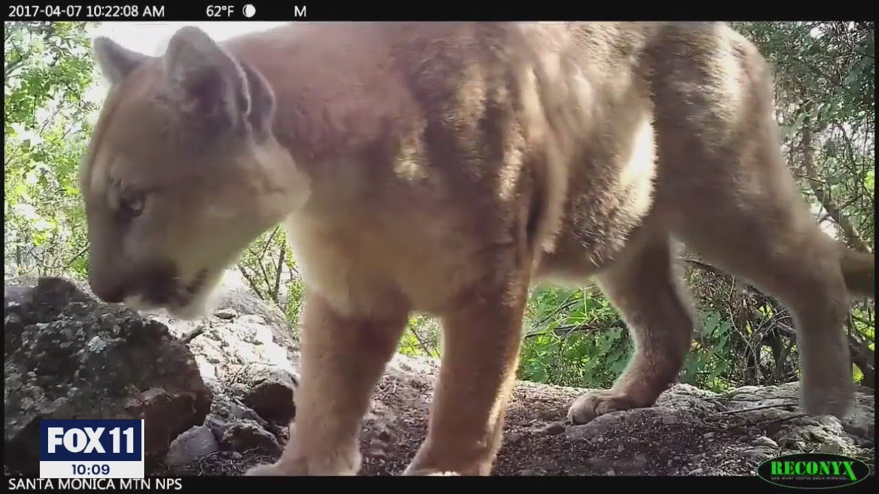 Boy attacked by mountain lion in front yard of Calabasas home