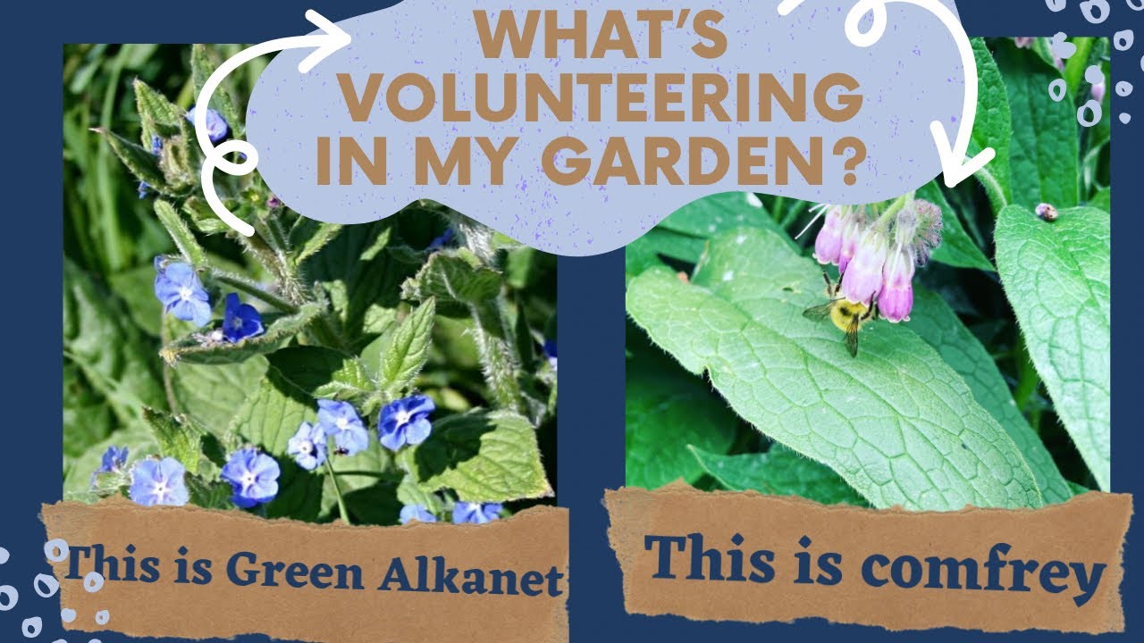 Comfrey or Green Alkanet? What&rsquo;s that Volunteering in my Garden?