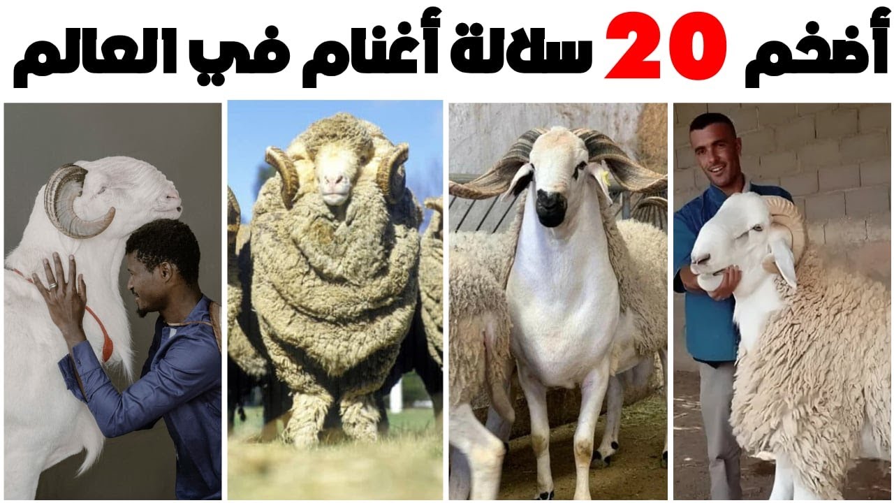 ترتيب حصري لأضخم 20 سلالة اغنام في العالم: من هي أضخم سلالة كباش في العالم؟