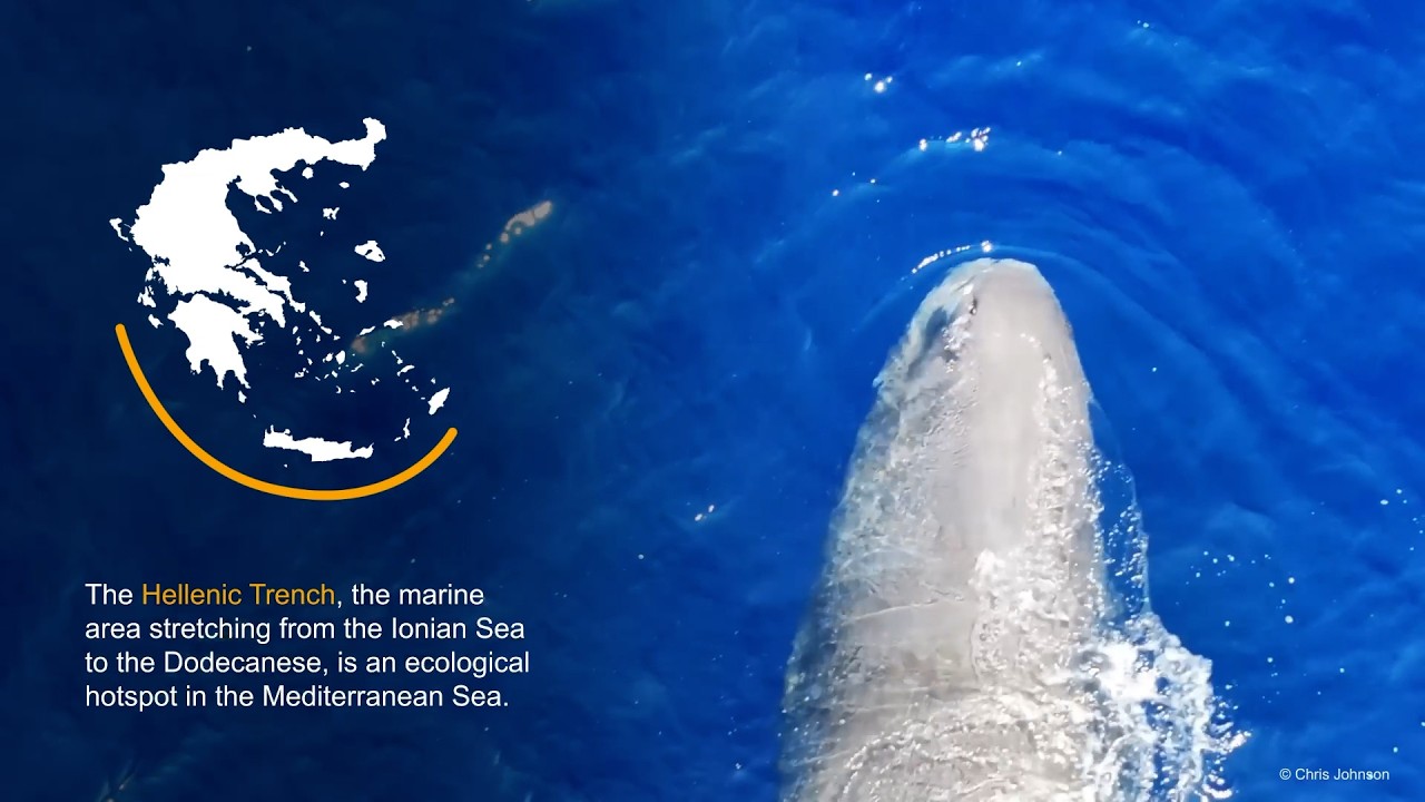 Sperm whales of the Hellenic Trench