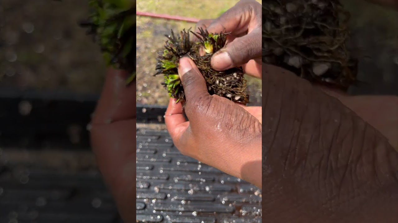 How to divide a Drosera Filiformis or Tracyi #shorts #carnivorousplants #drosera