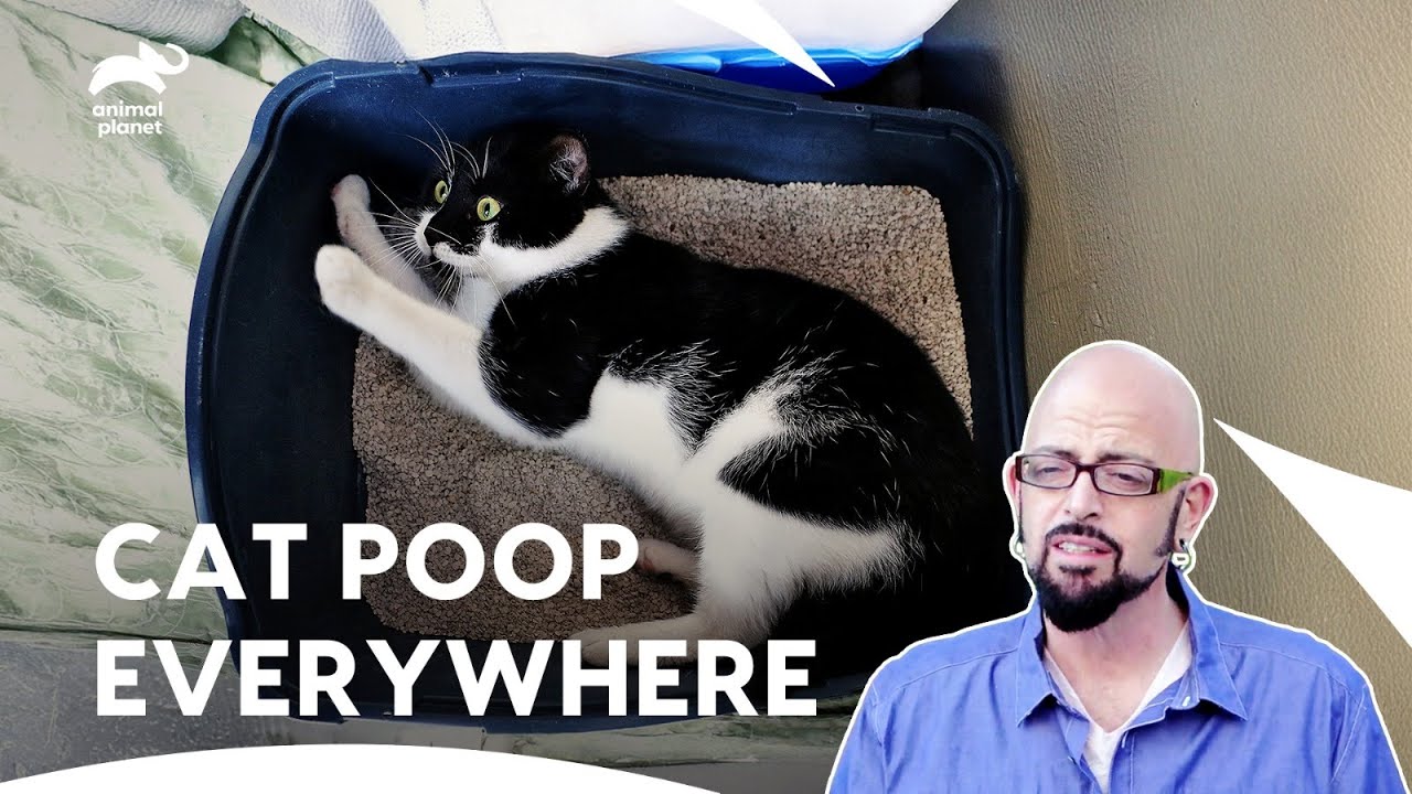 How Jackson Solved These Crazy Cats Behavior Issues? | My Cat From Hell | S6 Ep 4,5,6| Animal Planet