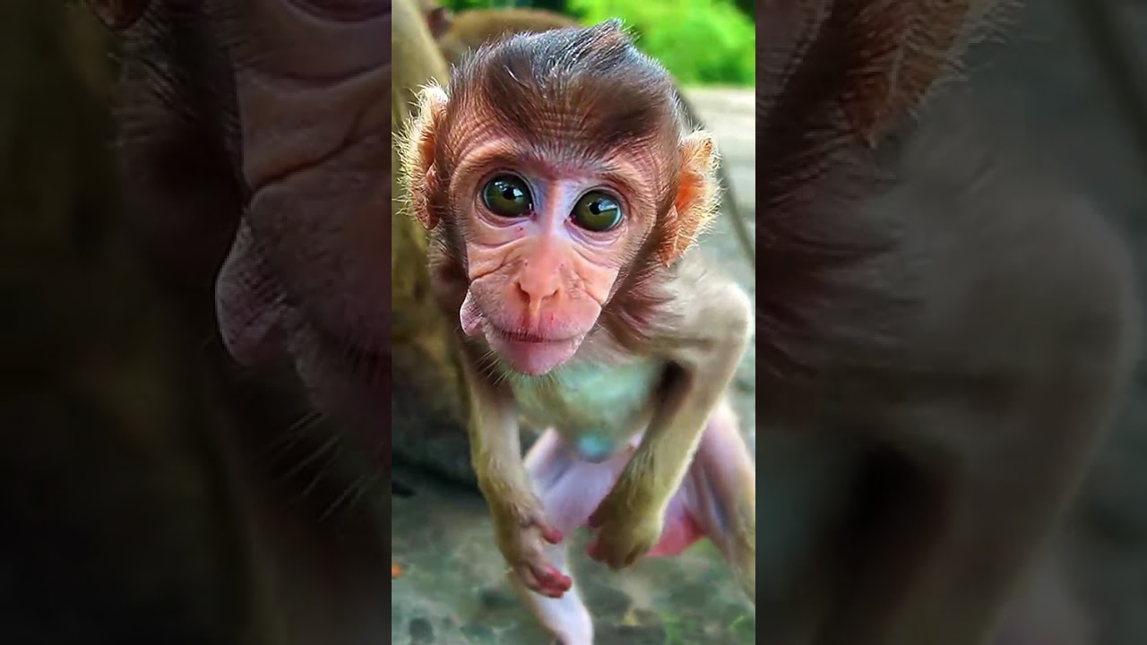 Playing is Better Than Eating For BABY GRACIE, | monkeynaturekh