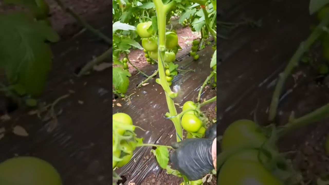 Cara Pruning Tanaman Tomat. #shorts #tomato #prunning  #pemudabertani