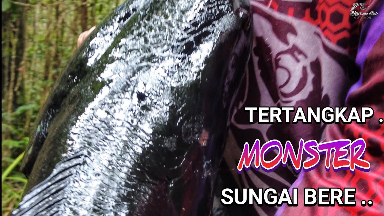 TERTANGKAPNYA MONSTER SUNGAI YANG MERESAHKAN .. 😰😱 ..
