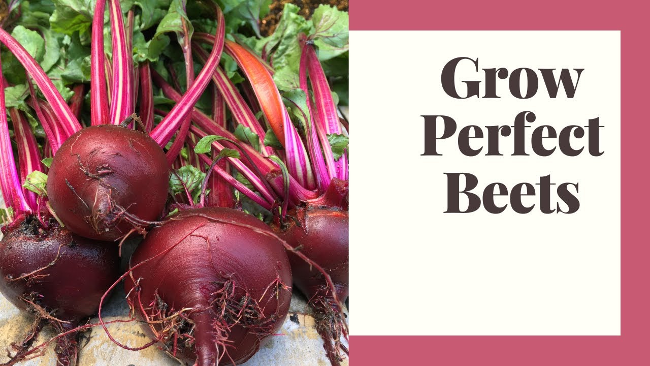 Top 5 Mistakes When Growing Beets