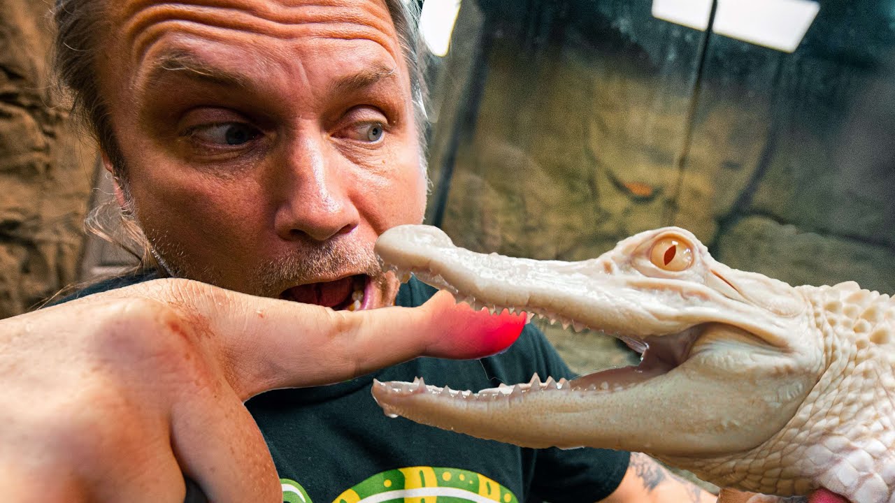 ALBINO ALLIGATOR ATTACKED ME!! VERY PAINFUL!! | BRIAN BARCZYK