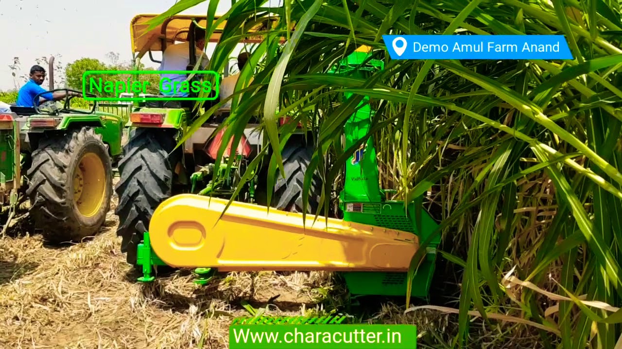Forage Harvester India for Napier and Maize at Amul farm Anand ☎️ 1800-309-3852