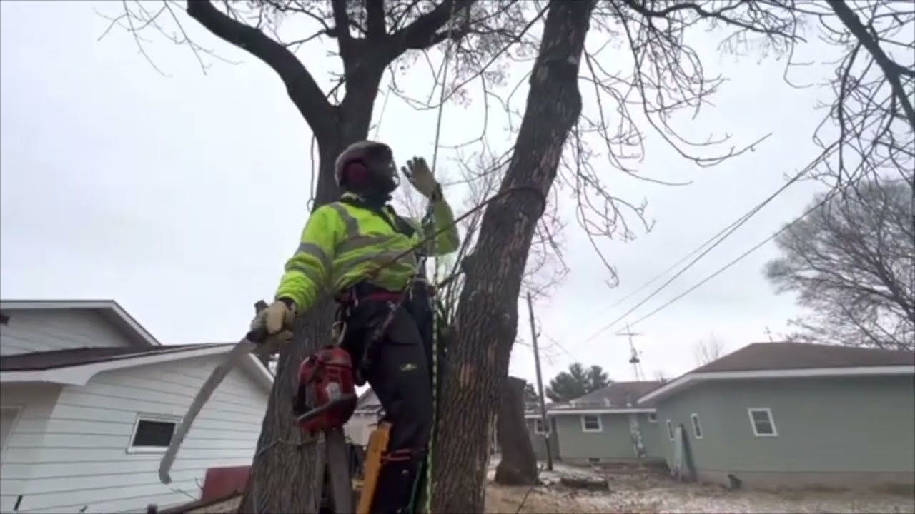 Small Hazardous Ash Tree Removal