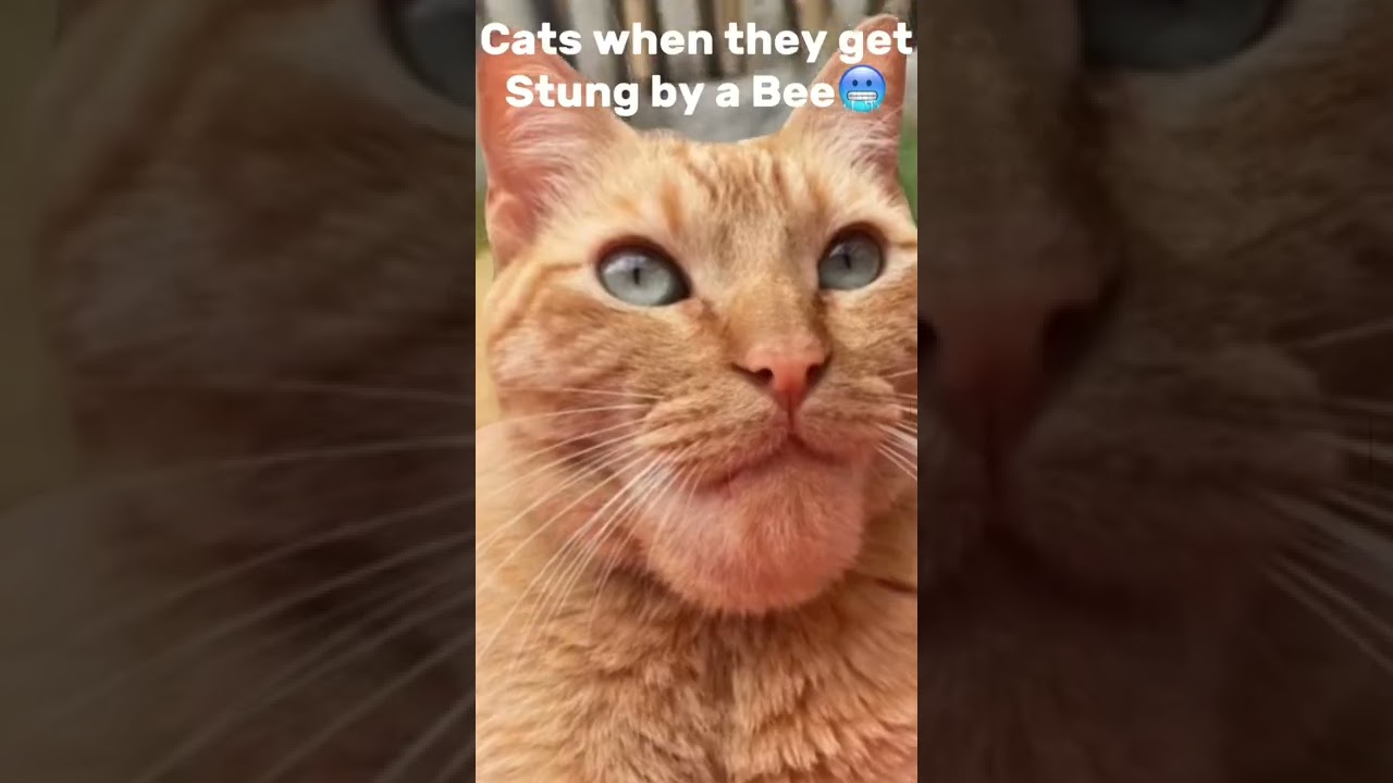 Dogs vs Cats when they get stung by a bee&hellip;
