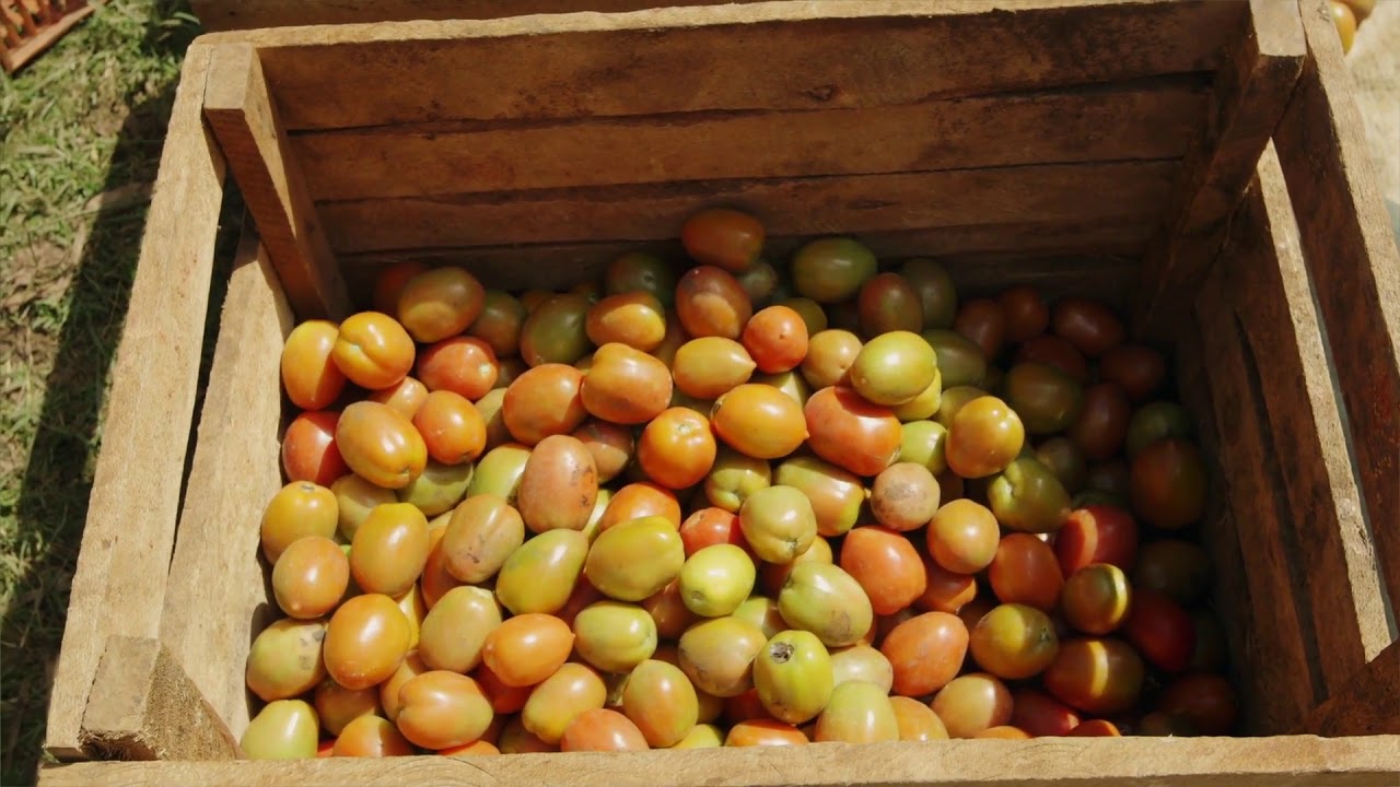 Shamba Shape Up Sn 7 - Ep 13: Tomatoes, Certified Seeds, Conservation Agriculture  (Swahili)