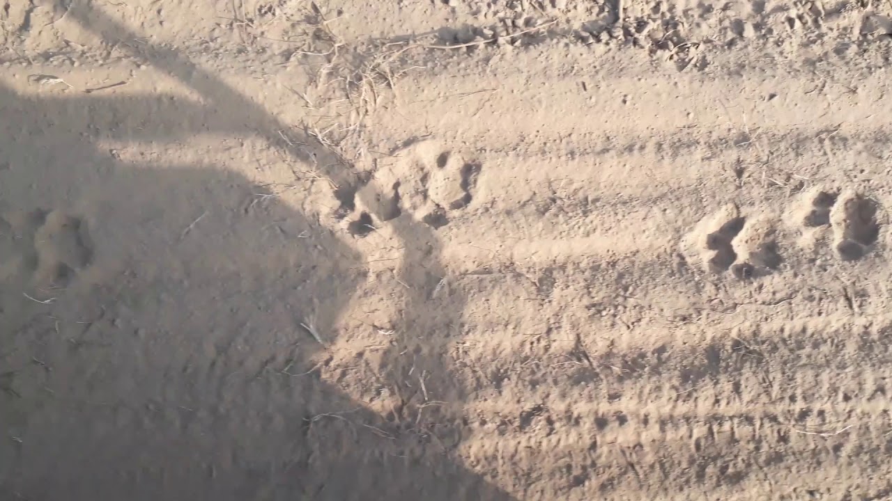 Tiger foot prints Corbett National Park