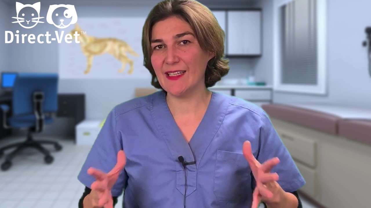 Adoption et Gestion d'un CHIEN MALTRAIT&Eacute;