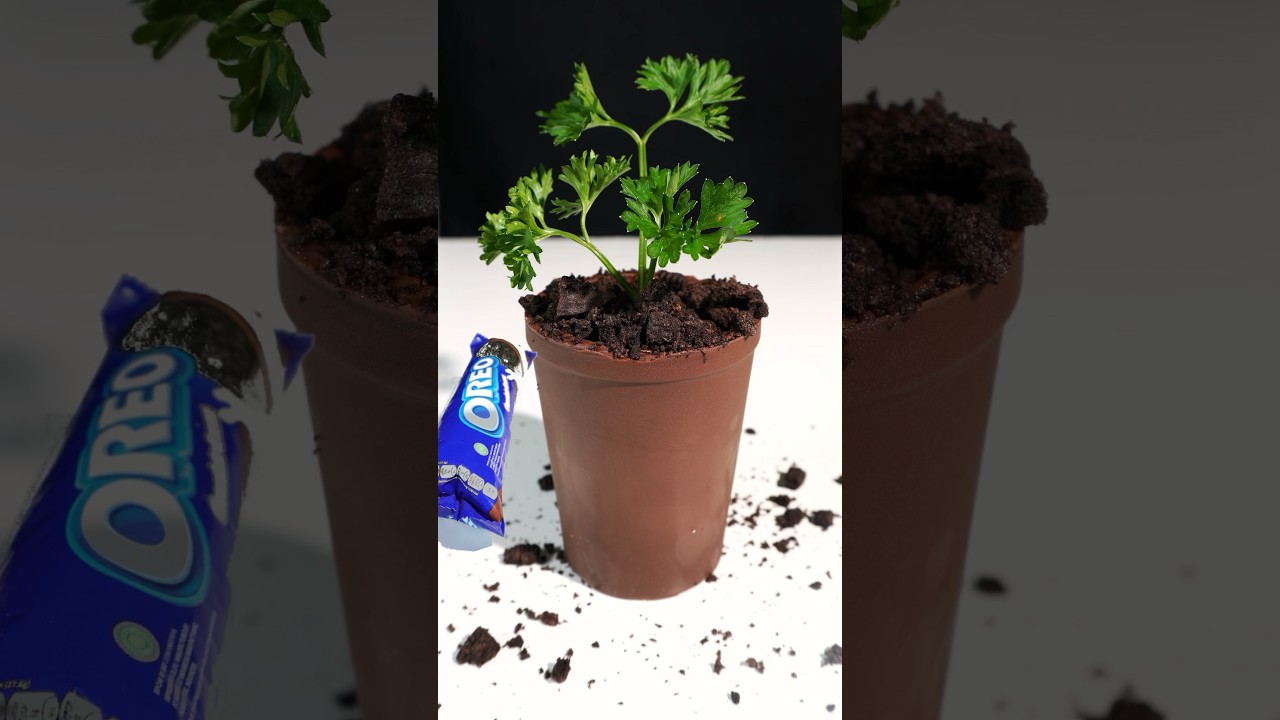 Chocolate Pot 😍🍫Oreo Chocolate Pot, flower pot dessert #shorts  #chocolate #dessert #food