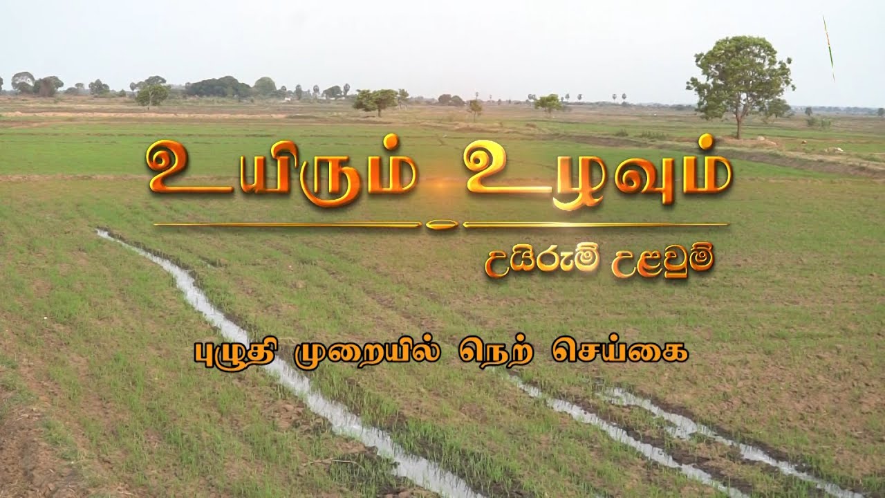உயிரும் உழவும் | புழுதி முறையில் நெற் செய்கை | 2020-10-24 | KRUSHI TV
