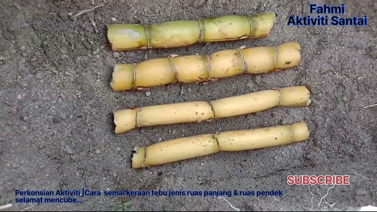 perkongsian cara tanam tebu ruas panjang dan ruas pendek dan kenali jenis mata tunas yang baik