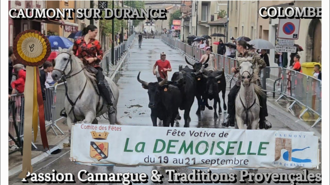 CAUMONT SUR DURANCE 🇫🇷 Abrivado pluvieuse 🌧 Manade Colombet 🔴🟡⚪️Fête de la Demoiselle 21/09/2025