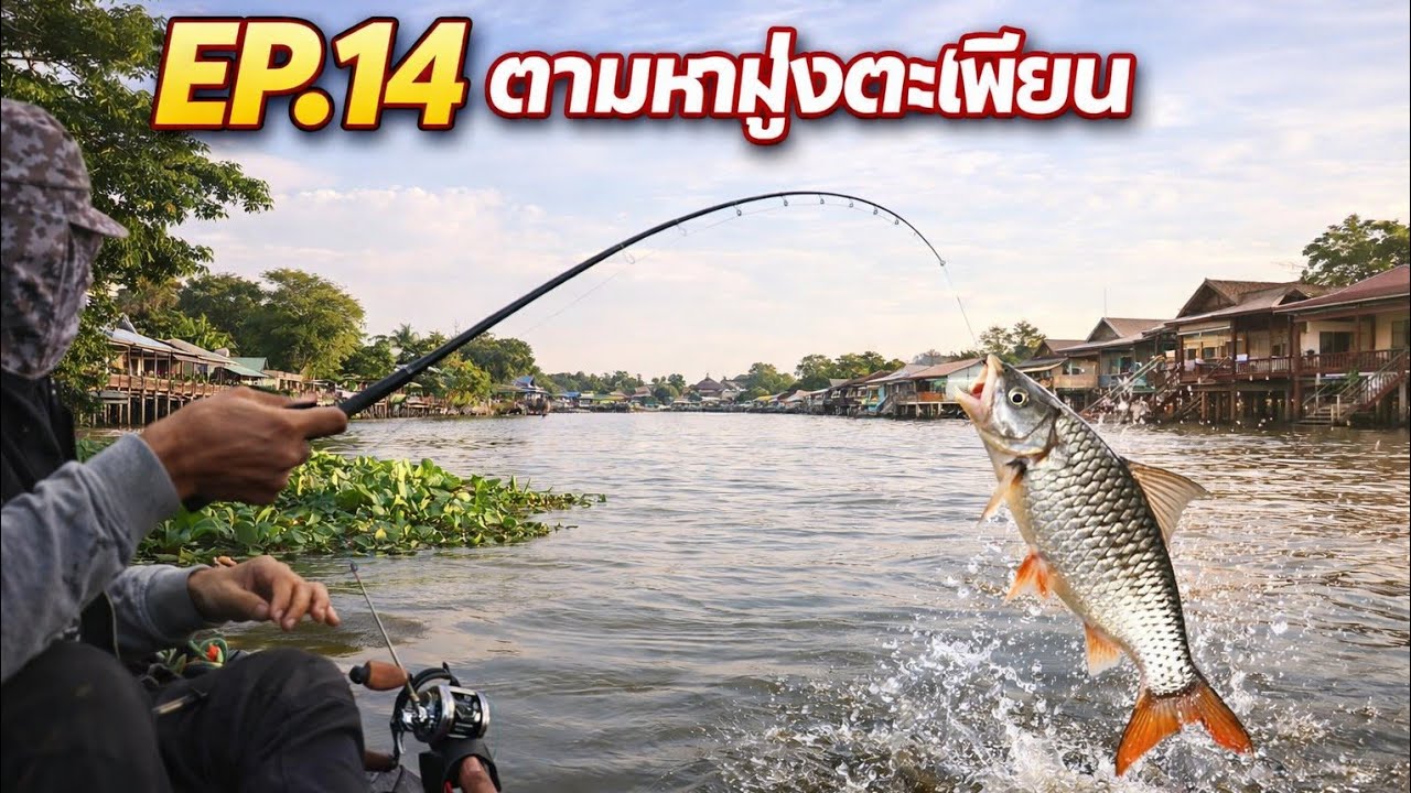EP.14ตกปลาตะเพียน​ (เทคนิค&การหาหมาย) แม่น้ำเจ้าพระยา มาทำอาหารสูตรเด็ด#แม่น้ำเจ้าพระยา
