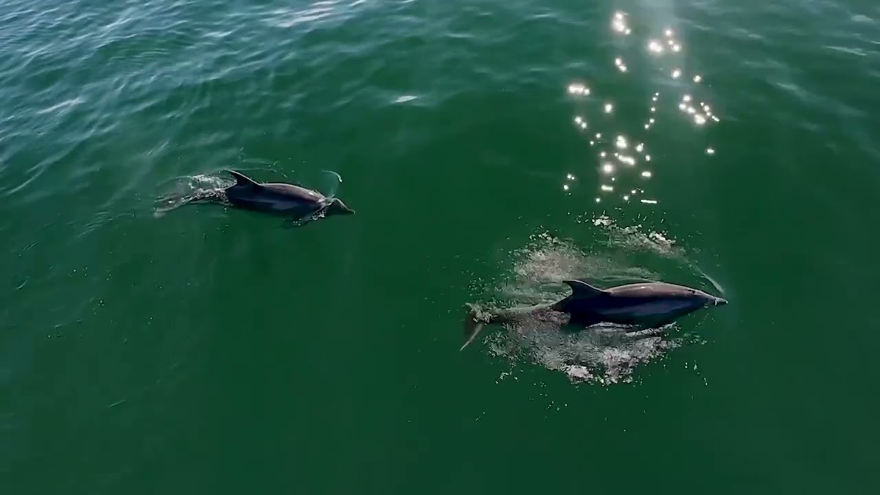 Hanging with the Locals EP01 - 03/01/26 -  Ocean Beach Dolphins and Rainbows