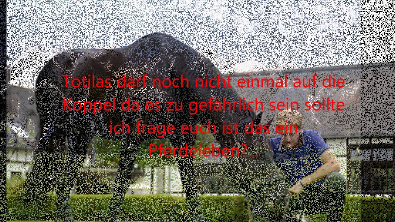 Totilas wahres Leben