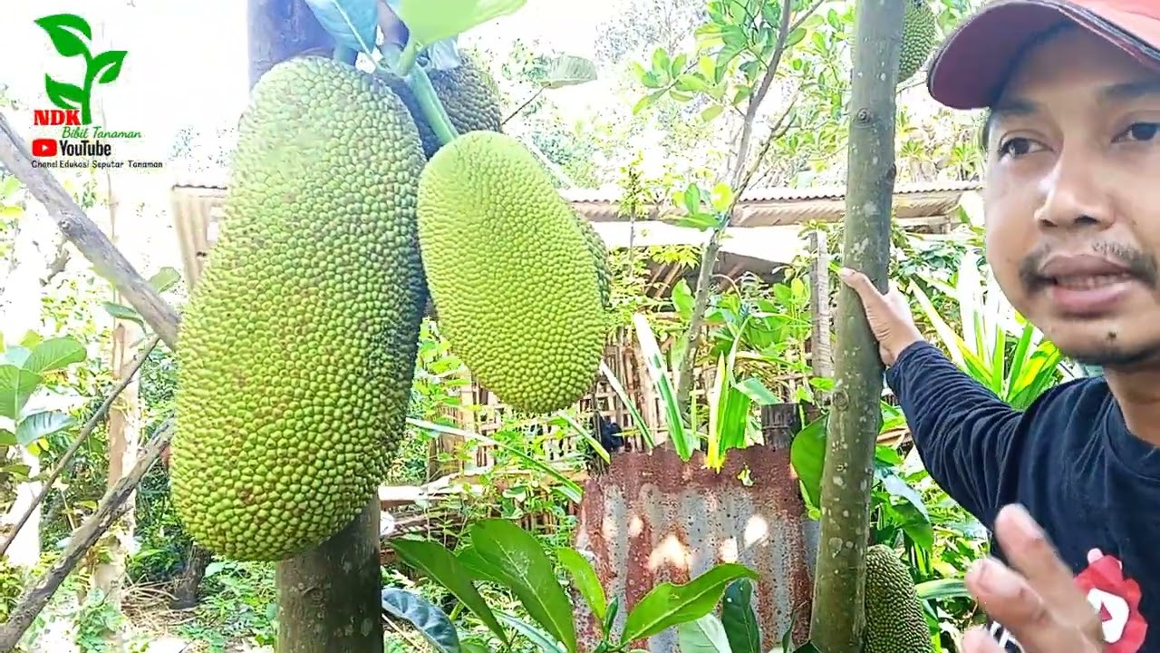 CEMPEDAK KING, BEGINI CARA MUDAH MERAWATNYA