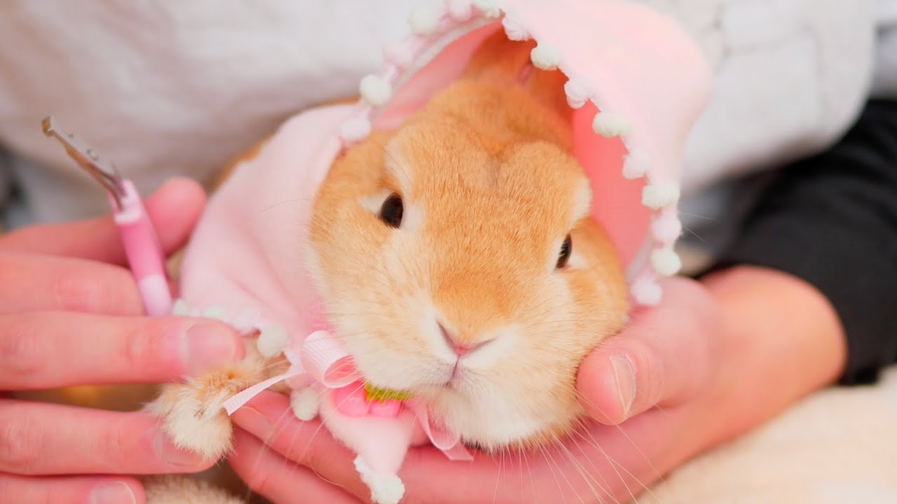 爪切り嫌いなウサギを落ち着かせる方法を考えました【No.272】