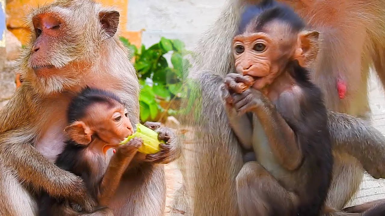 A very lovely baby trying hard to eat cucumber with his mom