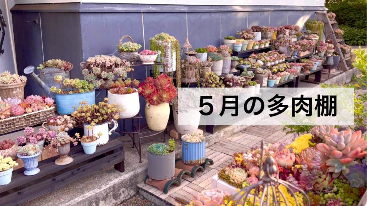 #54 【うちの多肉が可愛いぞー‼︎】スパルタゾーン設置