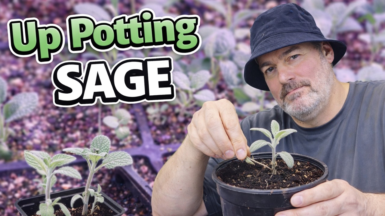 Up Potting Sage + Fixing My Early Seedling Failures