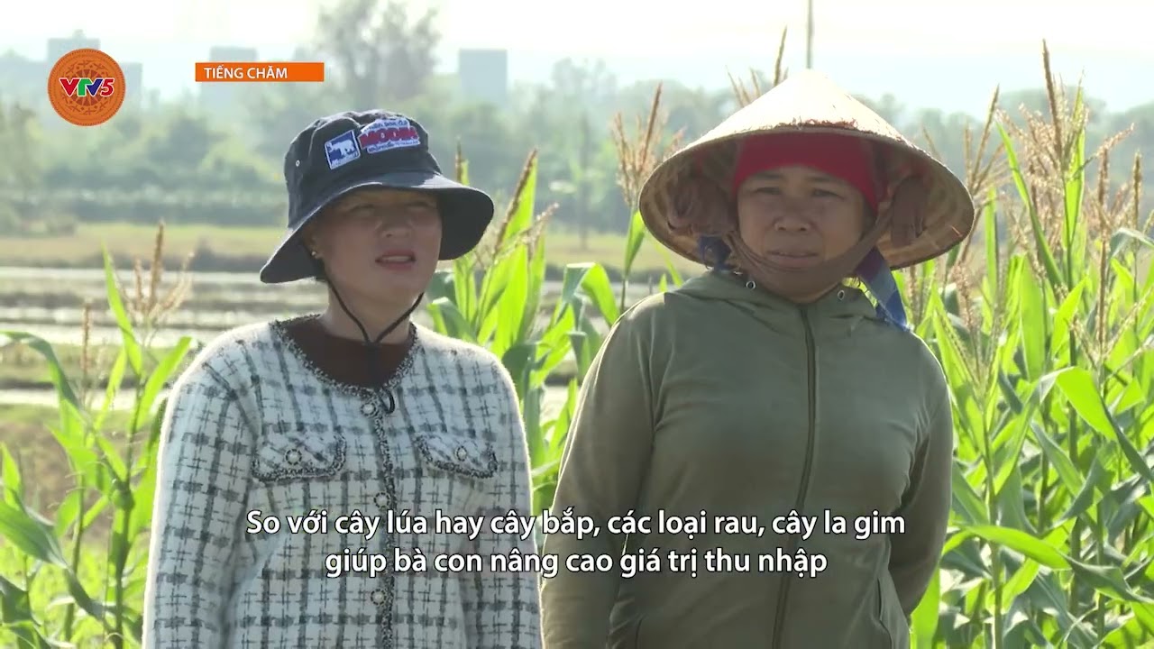 [TIẾNG CHĂM] PHÚ THÁI CHUYỂN ĐỔI CÂY TRỒNG BẮT NHỊP THỜI VỤ SAU LŨ | VTV5