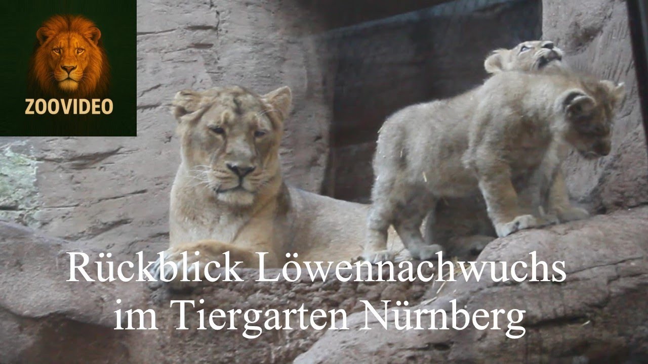 Tiergarten Nürnberg: Löwennachwuchs in 2024 und 2025