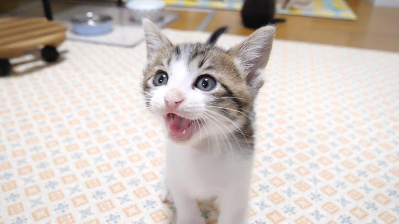 後輩猫ちゃんの卒業前夜、みんなで過ごす最後の夜。【赤ちゃん猫　保護猫】