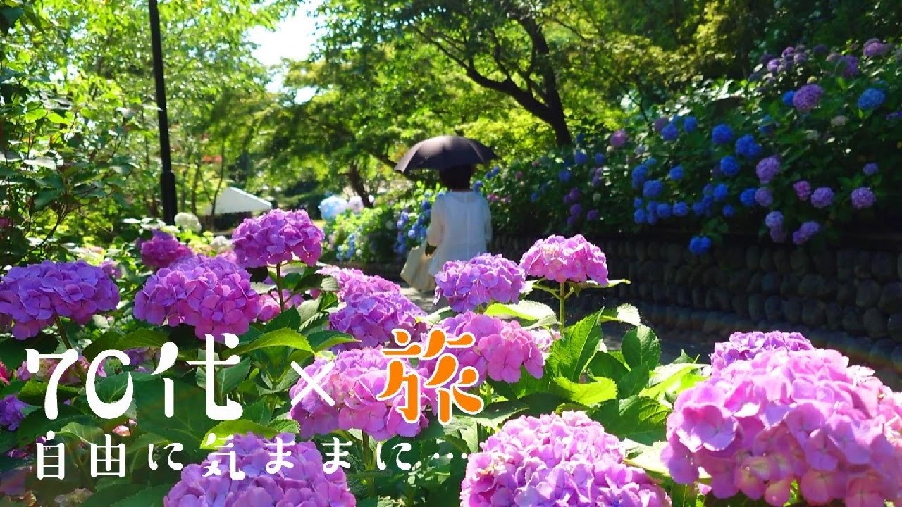 【70代離婚・前を向く日常】ここまでの紫陽花は見たことがない…圧巻の紫陽花と風鈴祭の法多山尊永寺【vlog/シニアライフ】