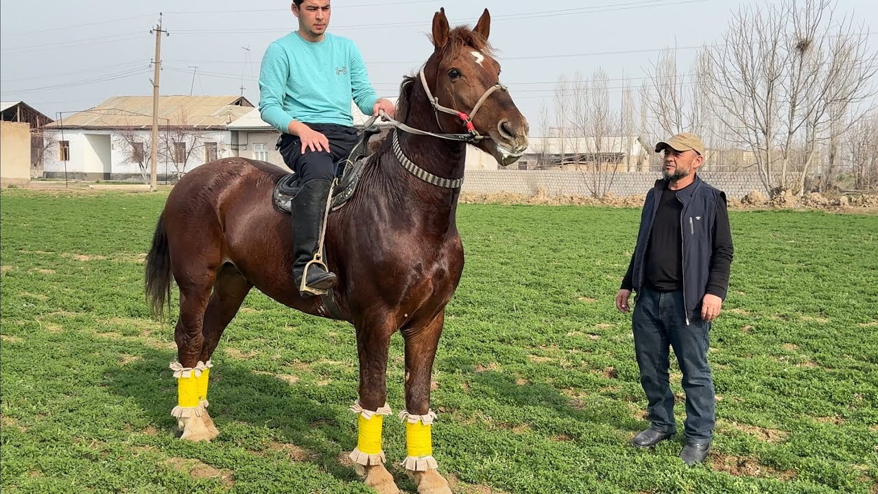 OTGA NIMA DEYSIZ MAXIMUS POLVON OT ISHQIBOZLARIGA
