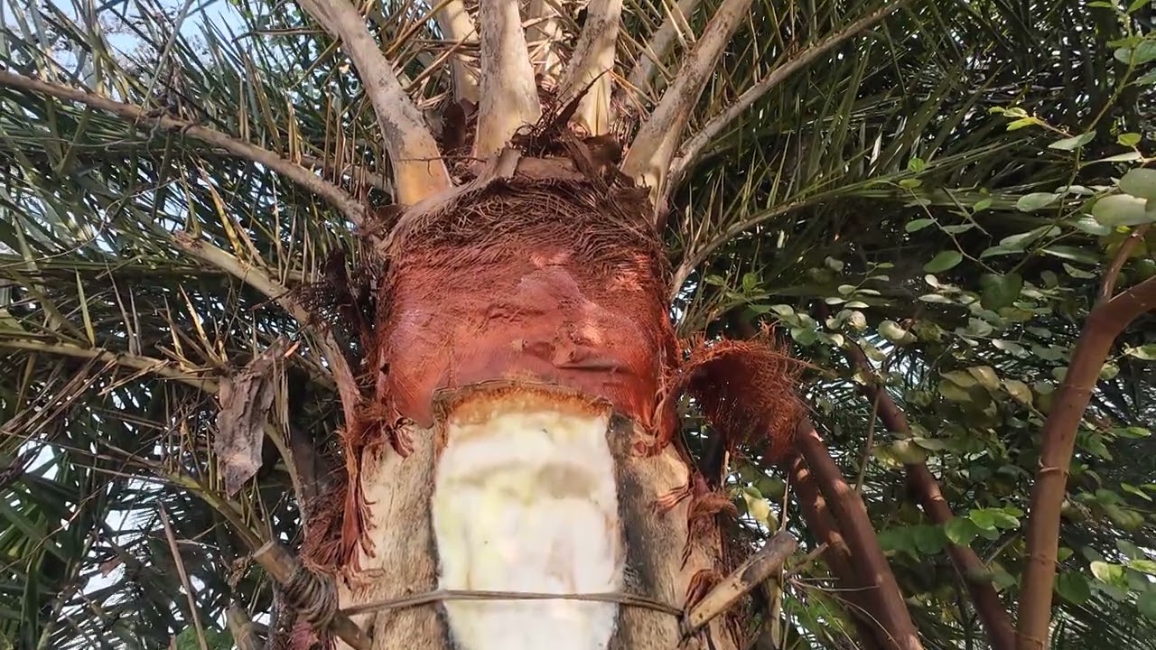 খেজুর গাছ, শীতকাল