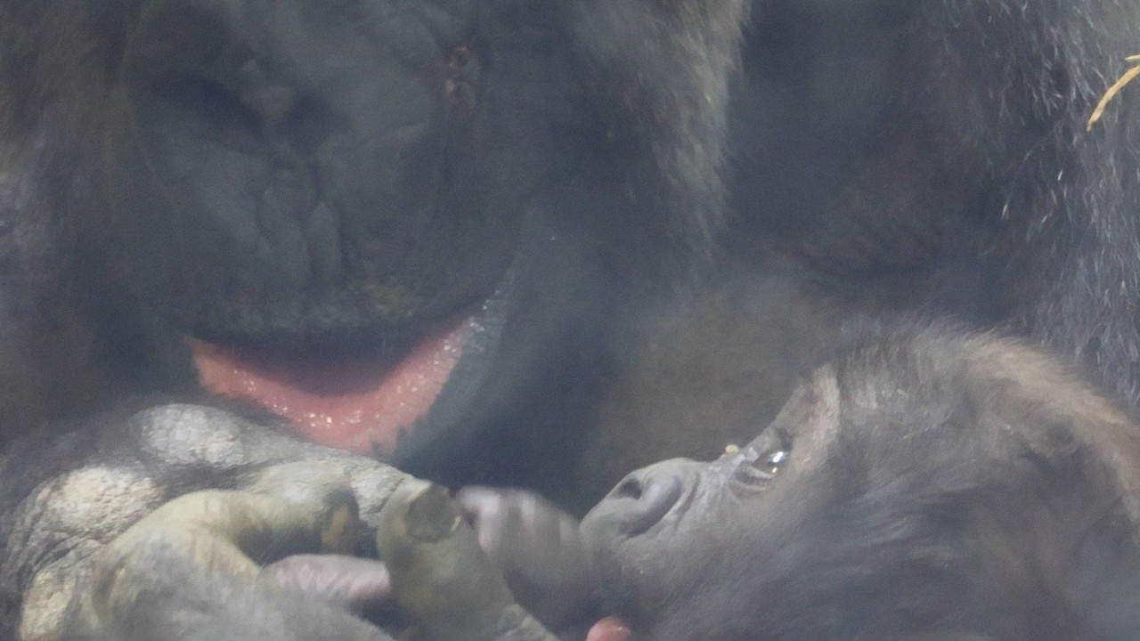 藁のベッドってどんな感じ？ニシゴリラの赤ちゃんが確認中｜京都市動物園｜撮影日2026.1.30｜【きょうのゴリラ】