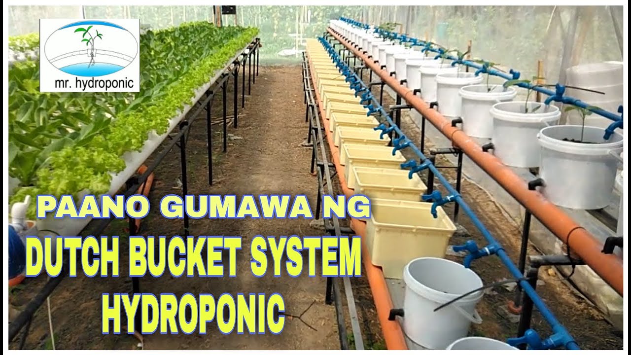 PAANO GUMAWA NG DUTCH BUCKET SYSTEM HYDROPONIC,