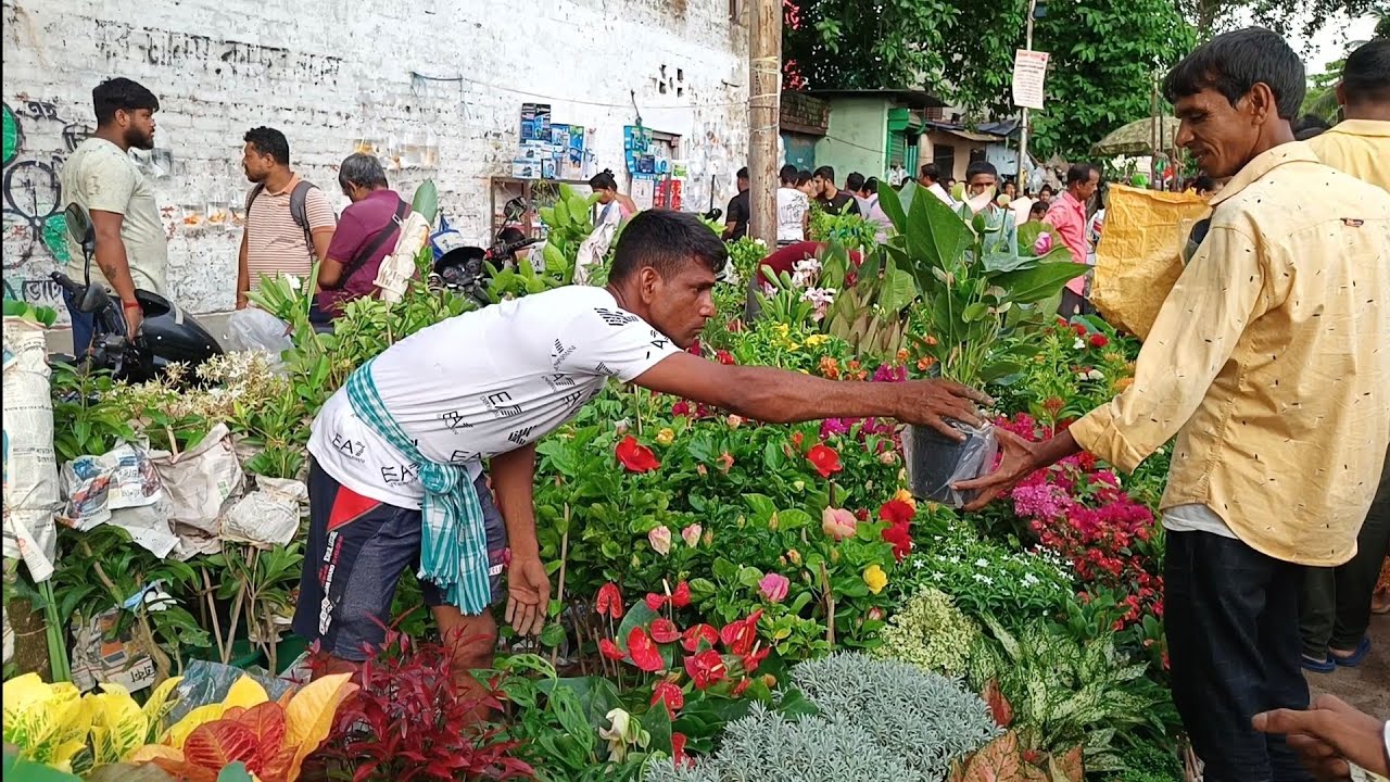 July 28, Morning Galiff Street Plants Market Update | Kolkata Plants Market