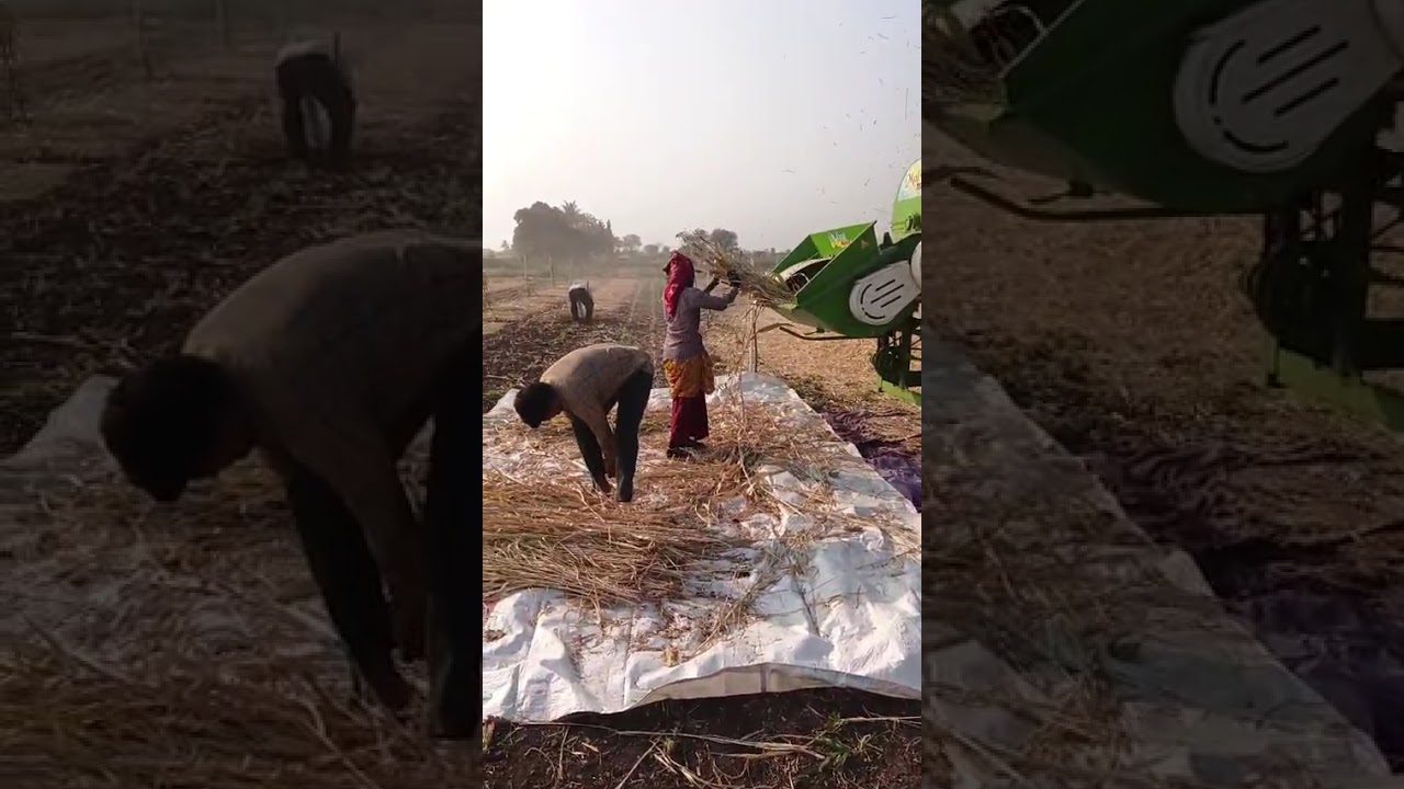 Aakhi jovar ma at gir gatdada