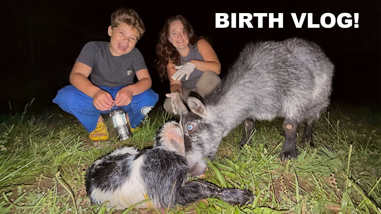 Missy and Ollie Deliver A Baby Goat on the Daily Bumps Homestead!