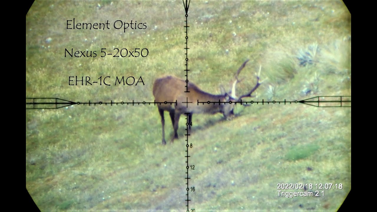 Majestic Wild Red Stag Vs 7mm Rem Mag. Pre ROAR deer hunting NZ. Epic shot seen through the scope!