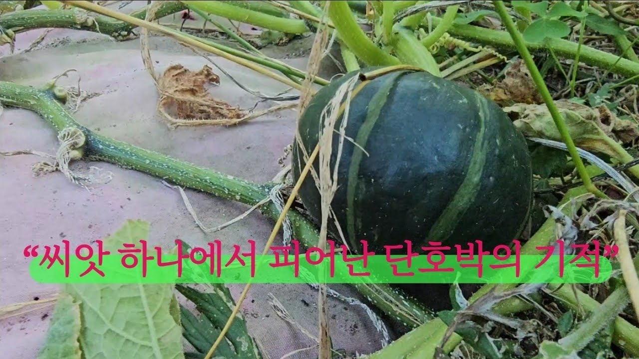풀밭에 묻힌 무화과 구출작전! 황도 과수원 살리기 대작전