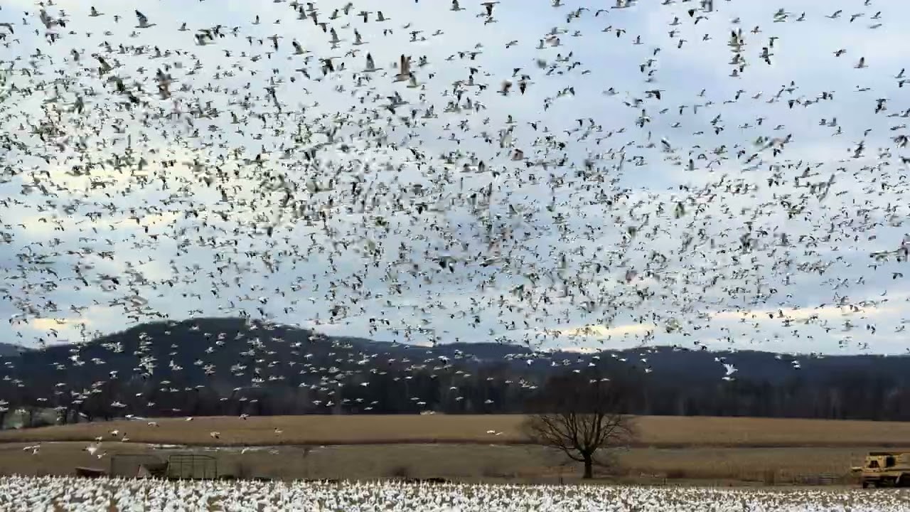 Snow Geese 1/04/2026