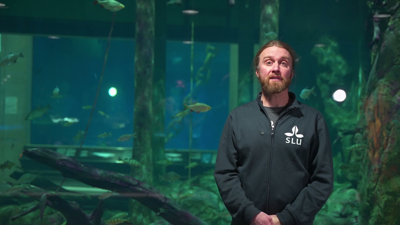 Upptäck Östersjön genom Baltic Sea Science Center på Skansen
