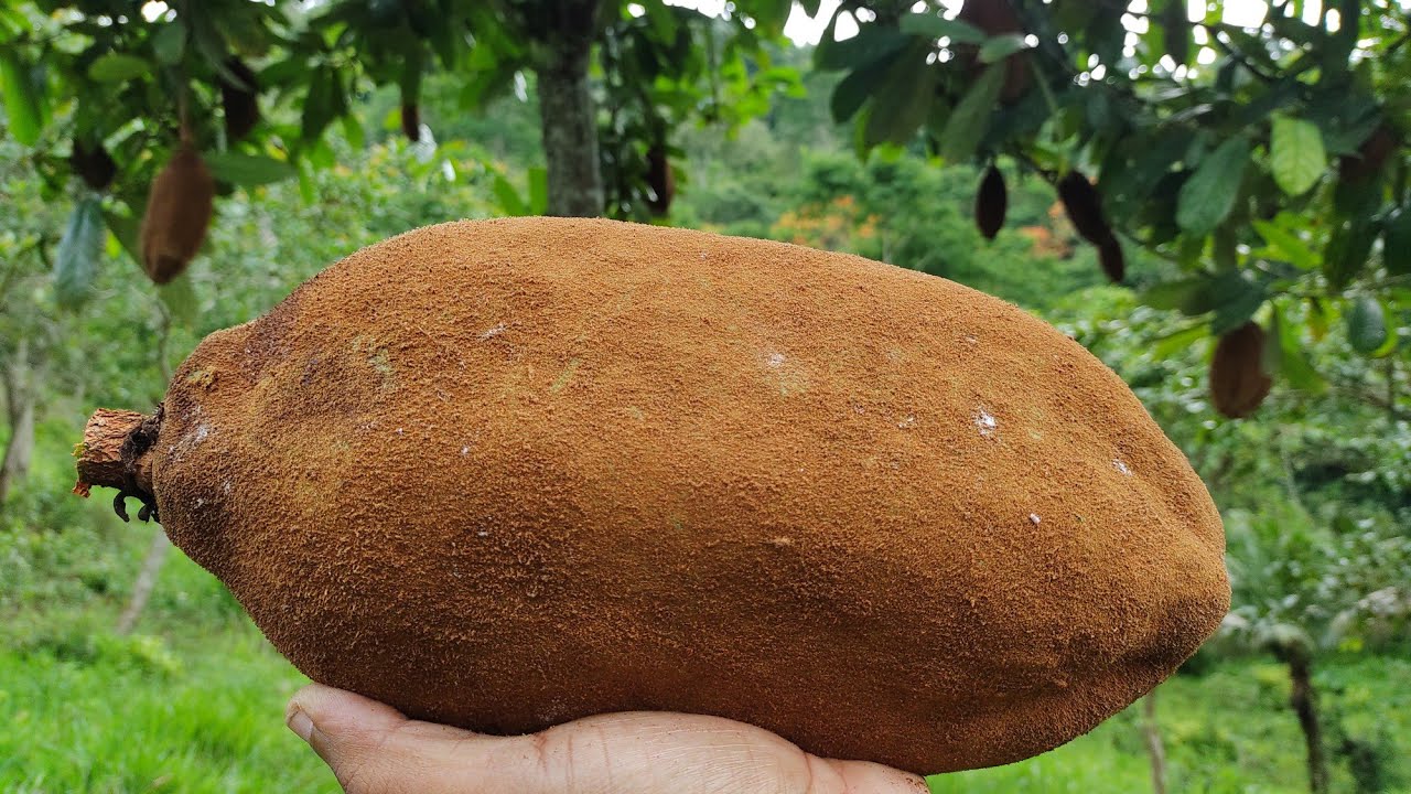 Qual a melhor forma de plantar cupuaçu em pleno sol ou na sombra