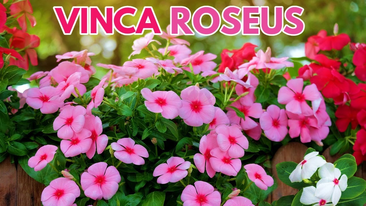 vinca cuidados CHUYITO JARDINERO